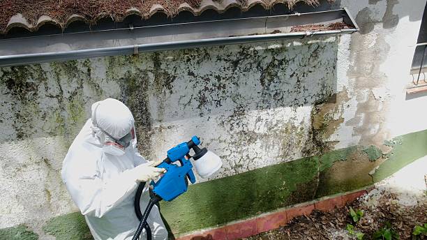 Top rated local Mold Cleanup specialists in Port Republic, MD